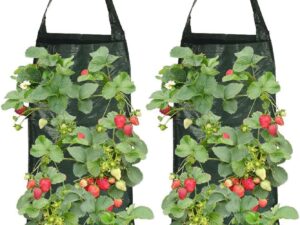 2 Vasi Sospesi per Fragole e Piante - MisFun