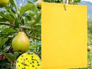 Trappole gialle adesive per insetti volanti (100 pezzi)