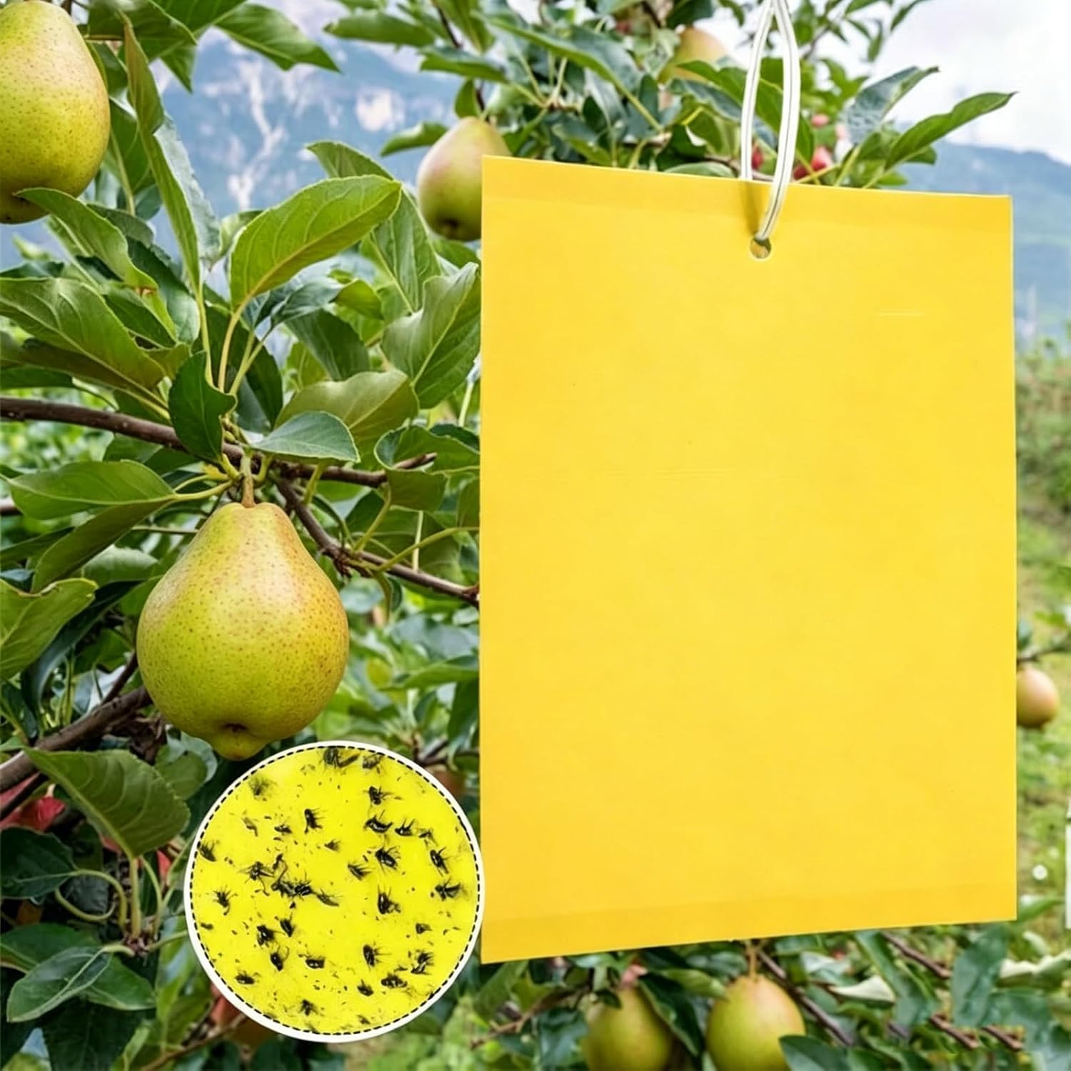 Trappole gialle adesive per insetti volanti (100 pezzi)