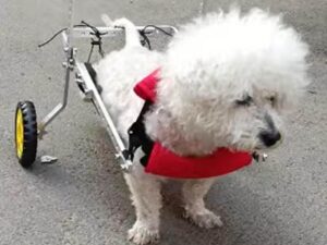 Carrozzina Premium per Cani di Grossa Taglia