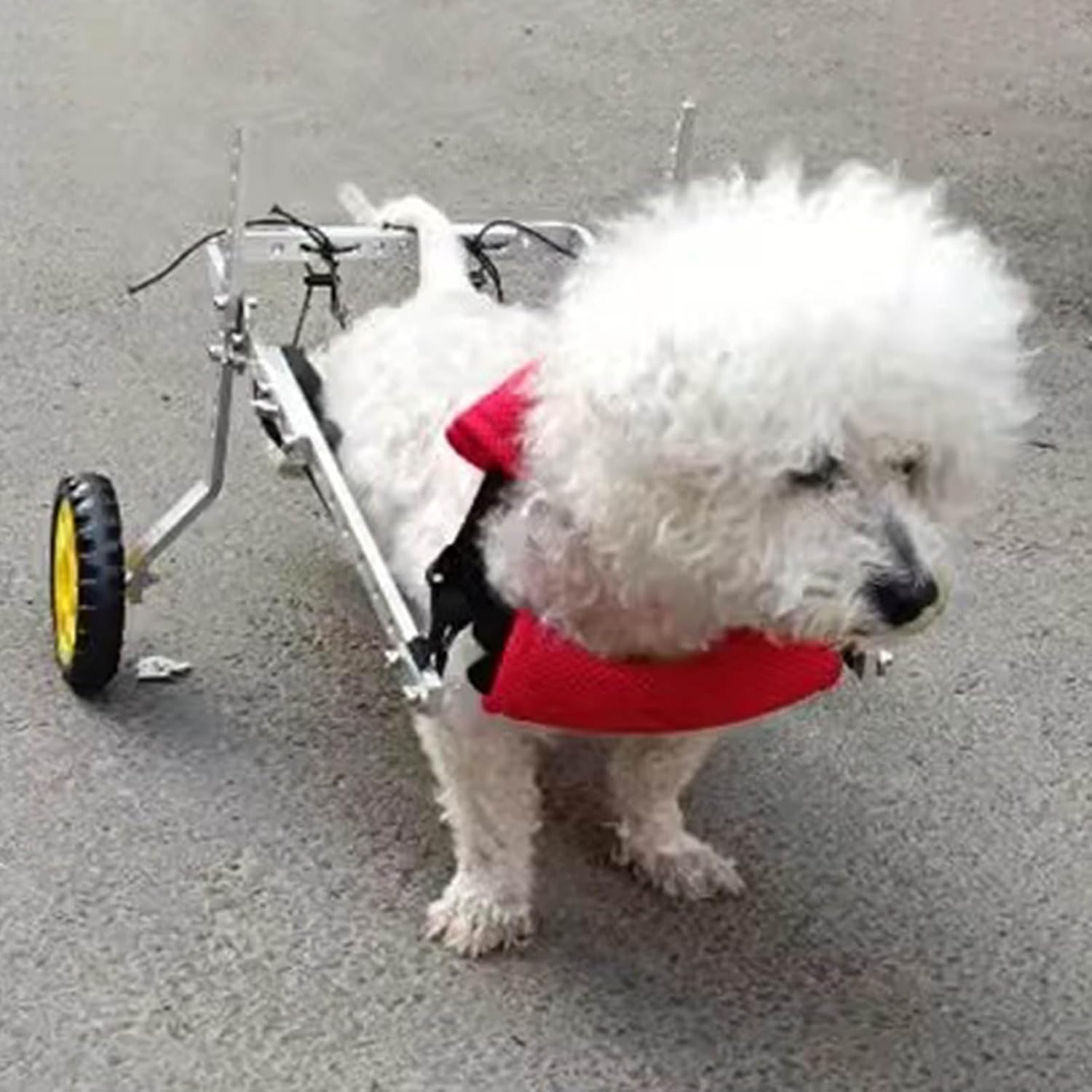 Carrozzina Premium per Cani di Grossa Taglia