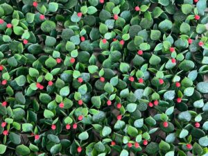 TENAX Divy Panel Capio 1x1 m Verde - Siepe Artificiale Modulare