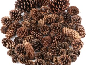 Jangostor 60 Pigne Natalizie Naturali, Decorazione Rustica