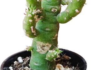 Austrocylindropuntia subulata pianta grassa in vaso Ø 6 cm