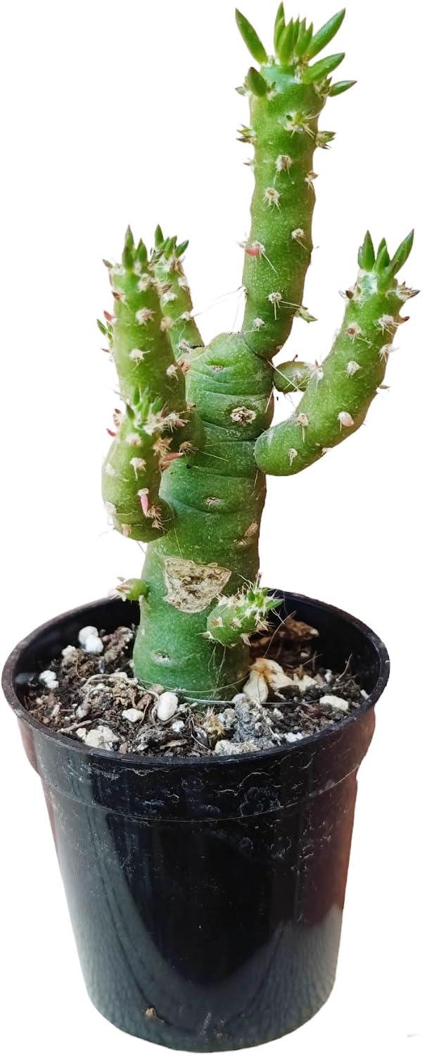 Austrocylindropuntia subulata pianta grassa in vaso Ø 6 cm