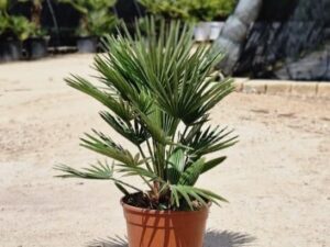 Chamaerops humilis Compacta - Palma Nativa del Mediterraneo