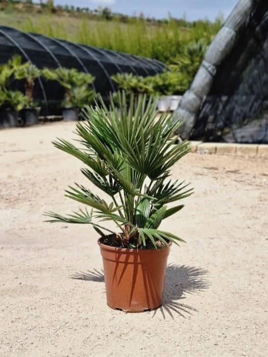 Chamaerops humilis Compacta - Palma Nativa del Mediterraneo