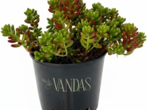 Sedum Rubrotinctum - Pianta Grassa Rossa | Vaso 15 cm - Made in Italy