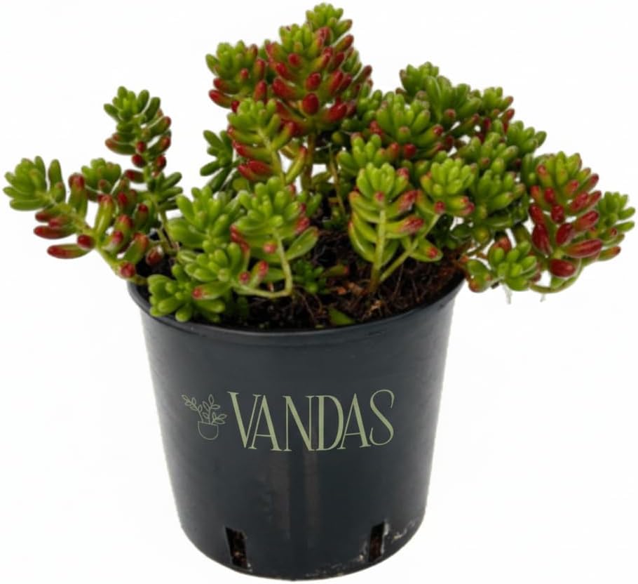 Sedum Rubrotinctum - Pianta Grassa Rossa | Vaso 15 cm - Made in Italy