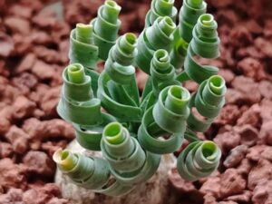 Semi Albuca Spiralis - 100 pezzi per giardino e casa