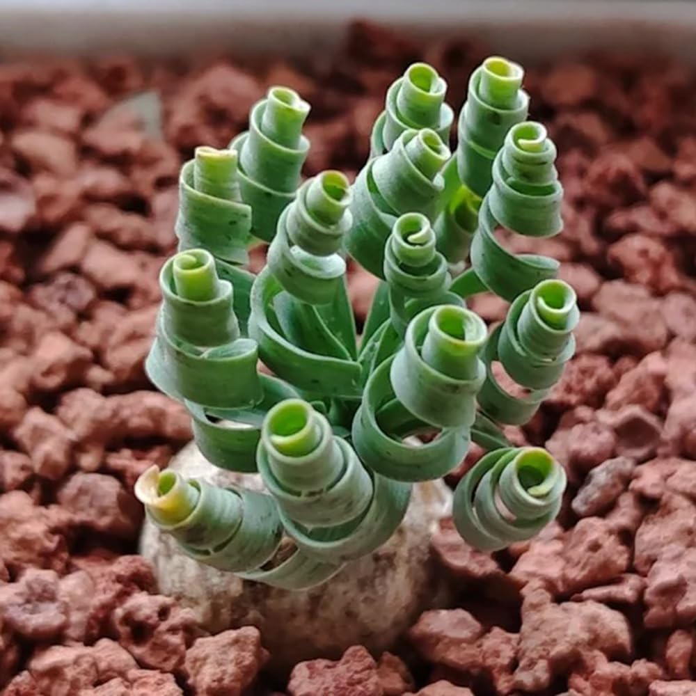 Semi Albuca Spiralis - 100 pezzi per giardino e casa