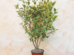 Eleagnus Variegato vaso 24 cm - Pianta siepe resistente