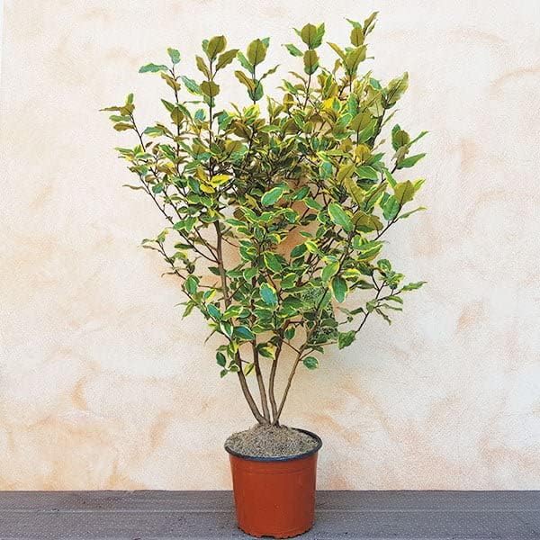 Eleagnus Variegato vaso 24 cm - Pianta siepe resistente