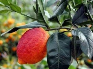 Limone Rosso di Sicilia - Pianta 110 cm, 2 anni