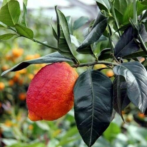 Limone Rosso di Sicilia - Pianta 110 cm, 2 anni