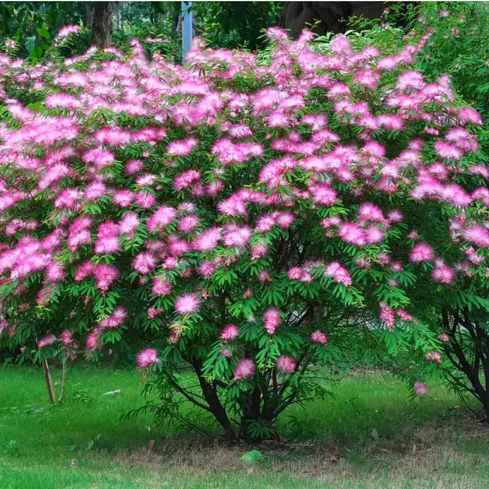 Albizia julibrissin: 60 semi per un giardino esotico