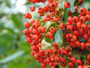 Semi Pyracantha Coccinea Red Column - Agazzino