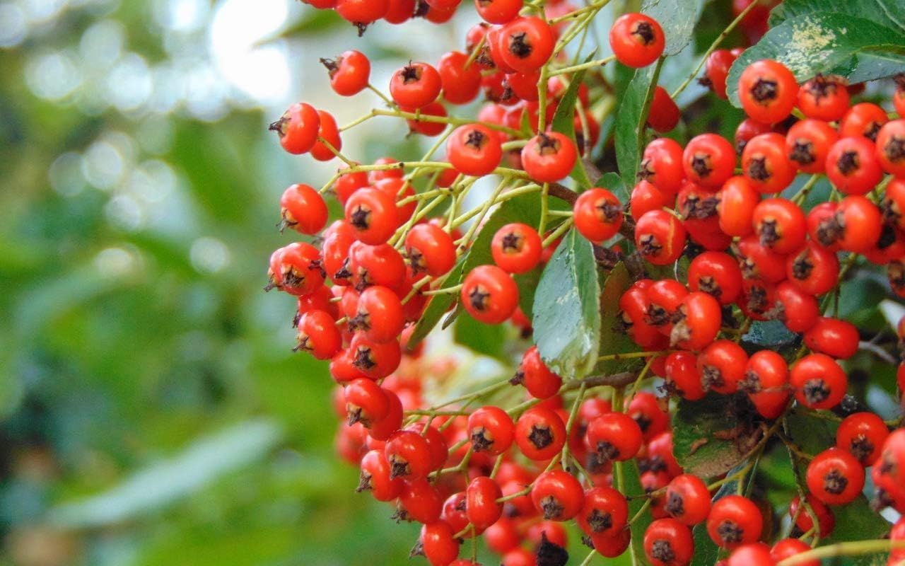 Semi Pyracantha Coccinea Red Column - Agazzino