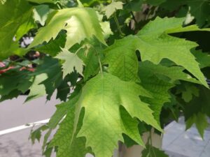 Platano da appartamento Platanus acerifolia - 60 semi