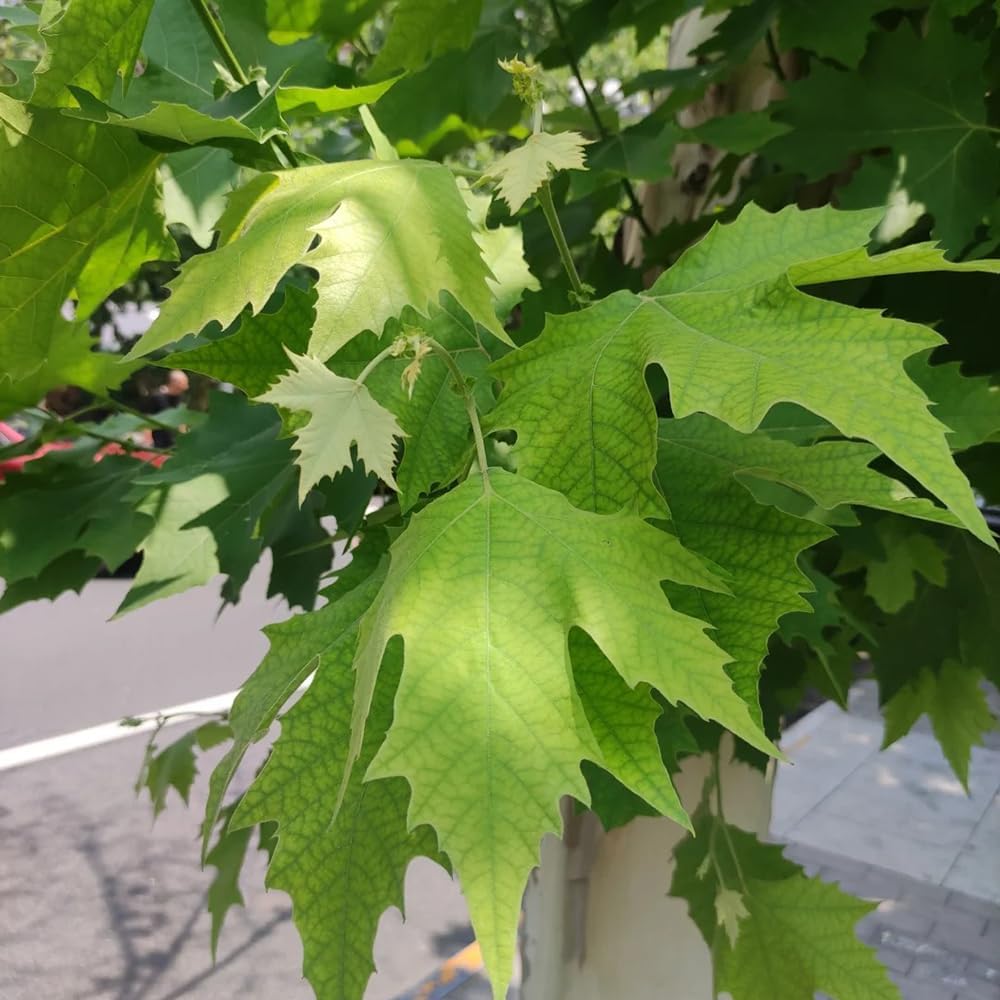 Platano da appartamento Platanus acerifolia - 60 semi