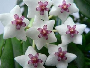 Hoya Bella Lanceolata 20 cm senza radice - Portal Cool