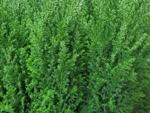 Cipresso di Lawson - Chamaecyparis lawsoniana
