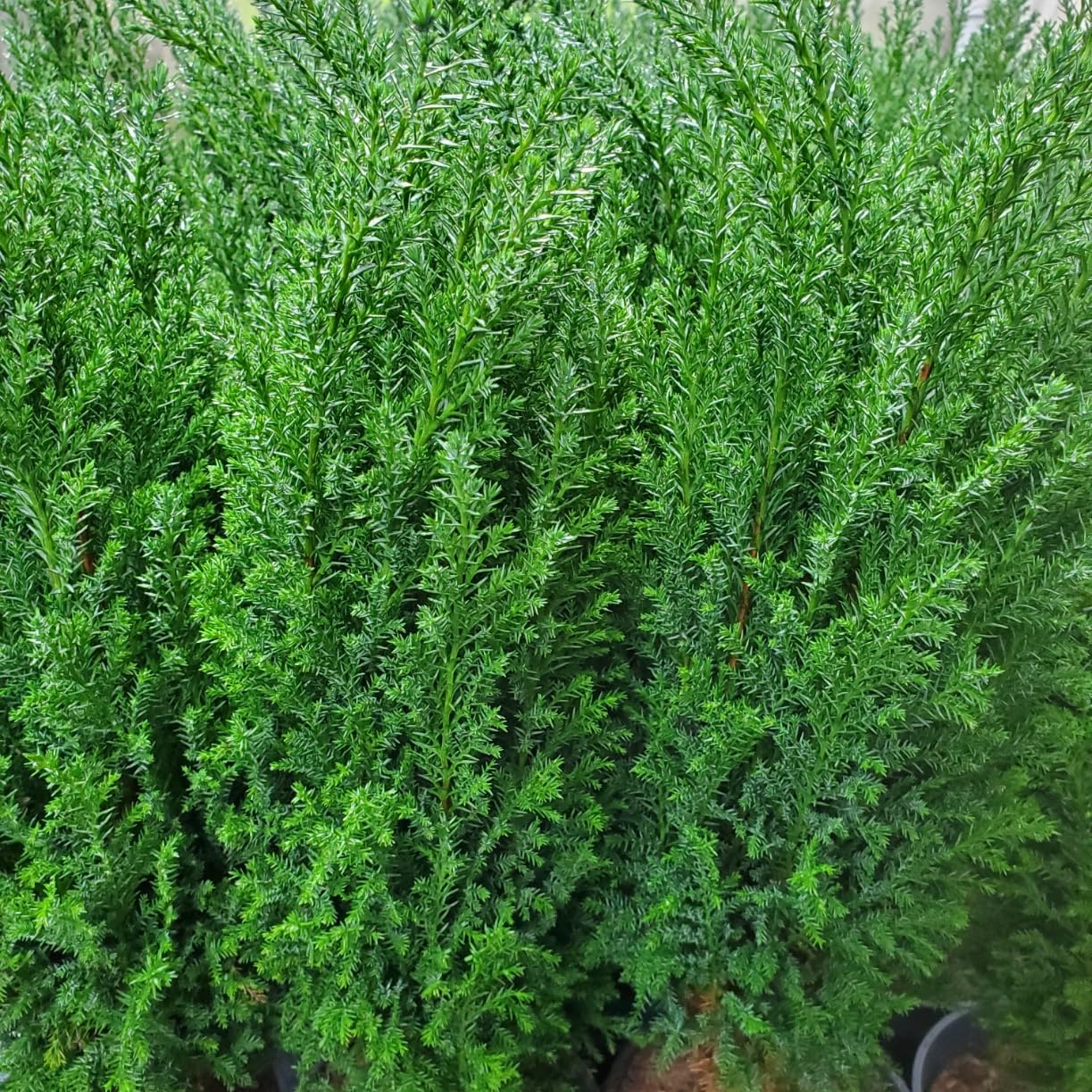 Cipresso di Lawson - Chamaecyparis lawsoniana