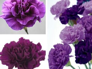 Semi Garofano Dianthus Caryophyllus - 100 pz