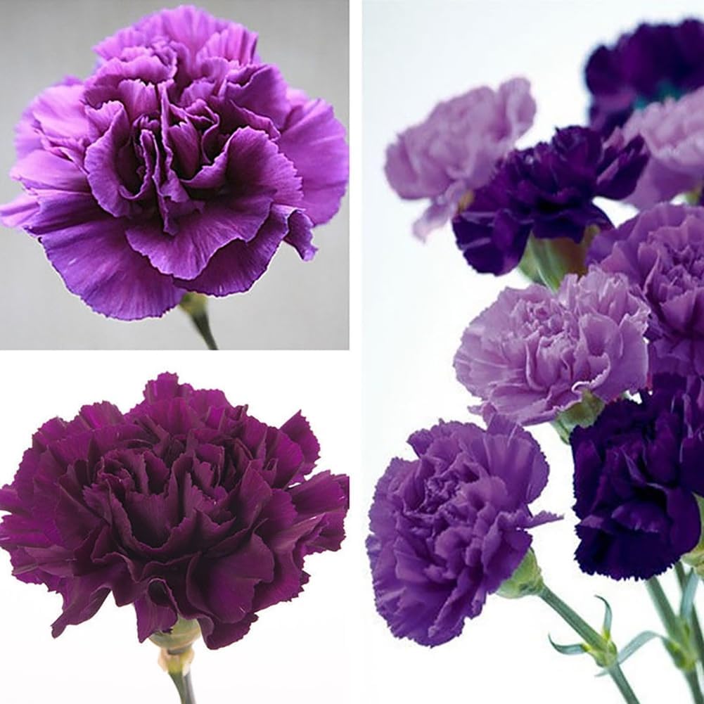Semi Garofano Dianthus Caryophyllus - 100 pz